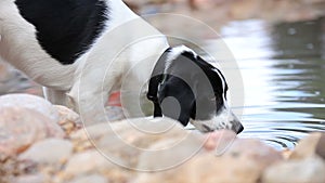 Thirsty dog drinking from the pool at the backyard