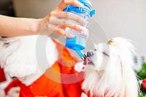 Thirsty dog drinking water from the drinker bottle in owner hands