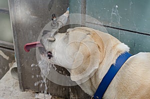 Thirsty dog drinking from water faucet