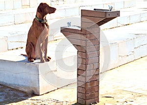 Thirsty Dog drinking water from a fountain