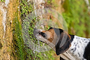 Thirsty dog drinking water from a fountain.