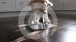 Thirsty dog drinking water from metal bowl