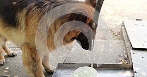 Thirsty dog drinking from water pipe. german shepherd dog really thirsty never stop drinking water at home