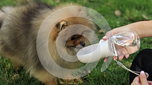 Thirsty dog drinking water from the plastic bottle in owner hands, close up. Friendship between human and dog
