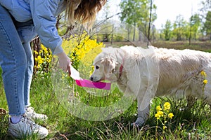 Thirsty dog drinking water from plastic bottle in owner hands, close up photo