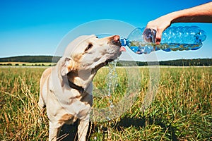 Thirsty dog in hot day