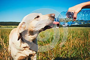 Thirsty dog in hot day photo
