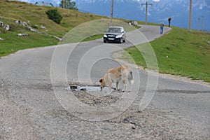 THIRSTY DOG