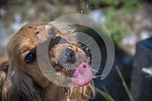 Thirsty Dog puppy cocker spaniel drinking water drops