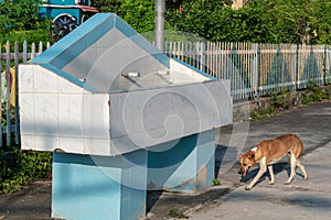 A thirsty dog wandering in search of water in the scorching heat of summer