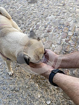 Thirsty dog â€‹â€‹drinking water from the hands of a young man. Dog drinking.