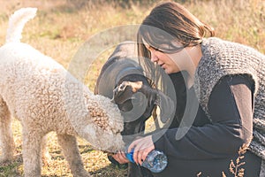 Thirsty dogs