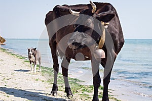 Thirsty domestic farm red black cow walking on sea beach coastline among people and dogs