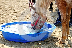 Thirsty domestic horse drink fresh clear water on the ground