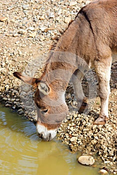 Thirsty donkey photo