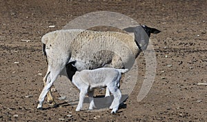 A thirsty Dorper lamb enjoys his mother milk