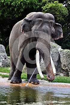 Thirsty Elephant photo