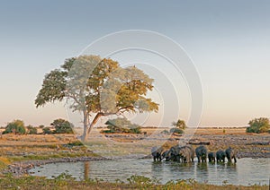 Thirsty elephant drinking from waterhole