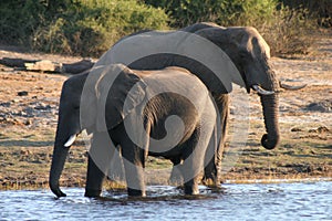 Assetato elefanti 