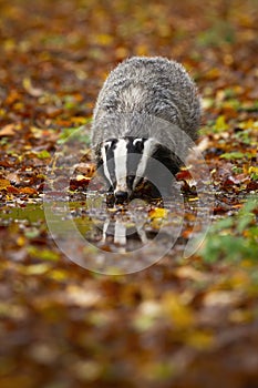 Thirsty european badger drinking from splash in autumn