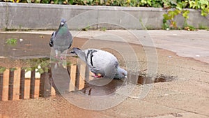 Thirsty female gray pigeon drinking water from a puddle