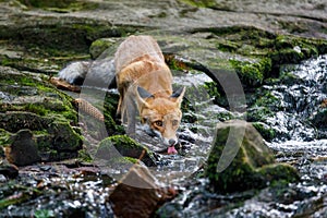 Thirsty fox. Red fox, Vulpes vulpes, drinks fresh water from forest brook. Vixen showing pink tongue. Beautiful fur coat animal