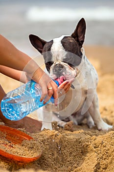 Thirsty french bulldog drinking water