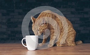 Thirsty ginger cat looking curious to a mug on the table.