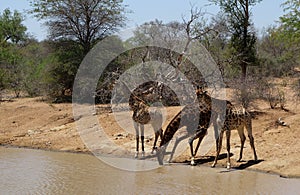 Thirsty giraffe