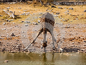 Thirsty giraffe drinking from waterhole