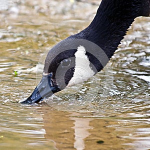 Thirsty Goose