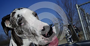 A thirsty Great Dane