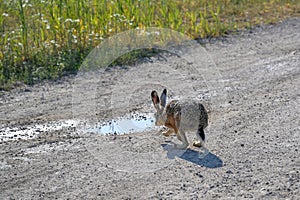 Thirsty hare (Lepus europaeus) after long drought period discovering water in a puddle from agricultural irrigation