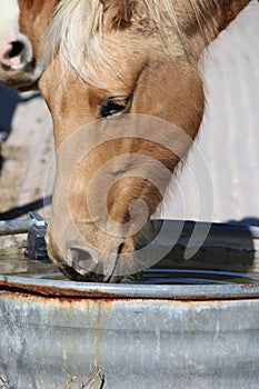 Thirsty Horse