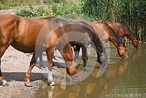 Thirsty horses