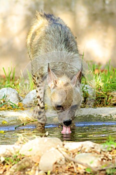 Thirsty hyena