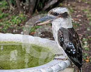 Thirsty Kookaburra photo