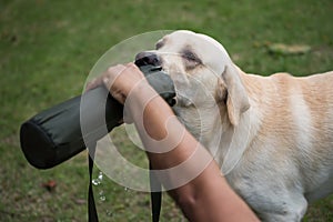 Thirsty Labrador retriever dog drinking water