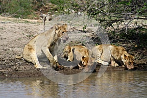 Thirsty lion cubs near water in the Savanna â€“ South Africa