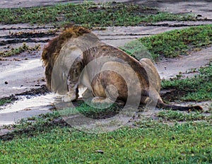 Thirsty lion