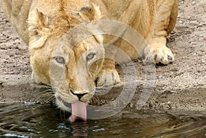 Thirsty lioness