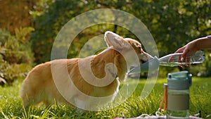 Thirsty little dog welsh corgi drinking fresh water from bottle on grass lawn at park female hands pet owner taking care