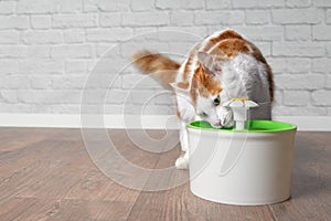 Thirsty longhair cat drinking water from a pet drinking fountain.