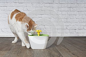 Thirsty longhair cat looking curious to a pet drinking fountain.