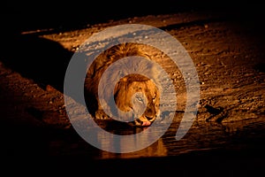 Thirsty male lion at night