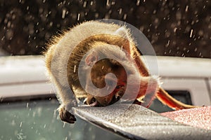 Thirsty Monkey licking water drops due to scarcity of water in forest