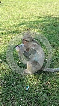 Thirsty monkey in Lopburi