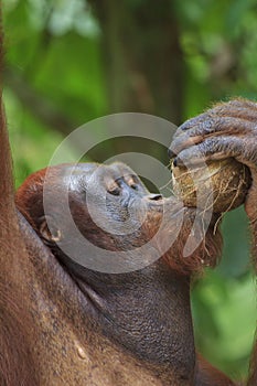 Thirsty Orangutan drinking coconut milk