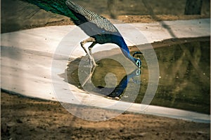 Thirsty peafowl