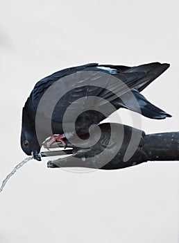 Thirsty Pigeon